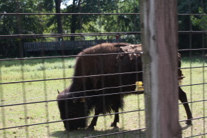 Buffalo at Bergen County Zoo