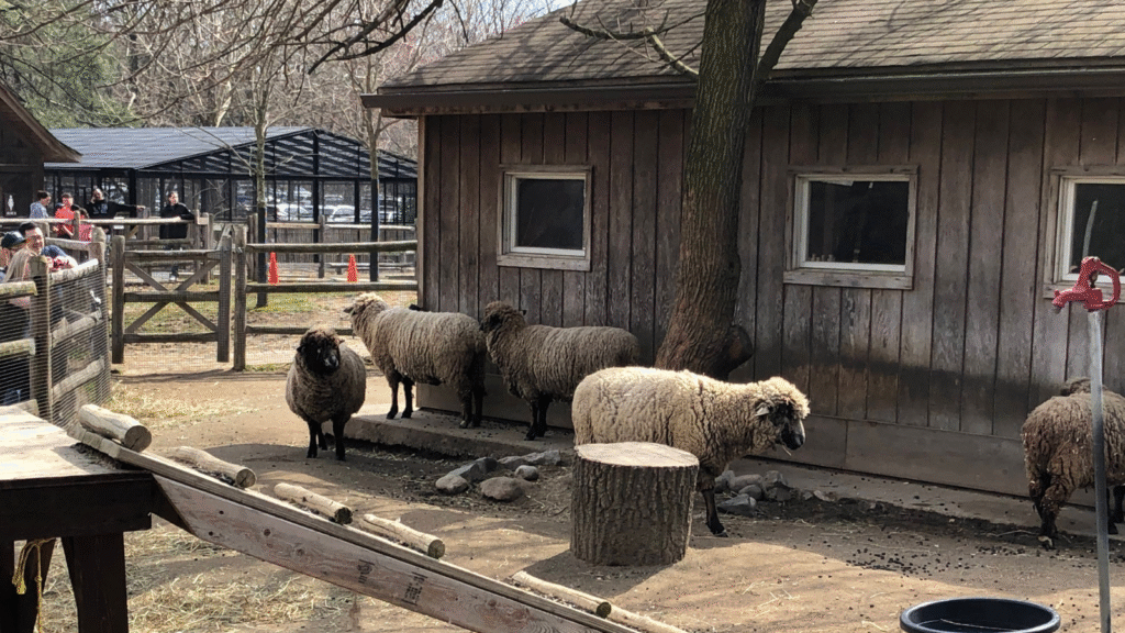 Sheep At Van Saun County Zoo